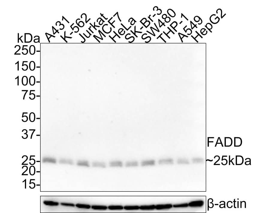 FADD Antibody (JE45-25)