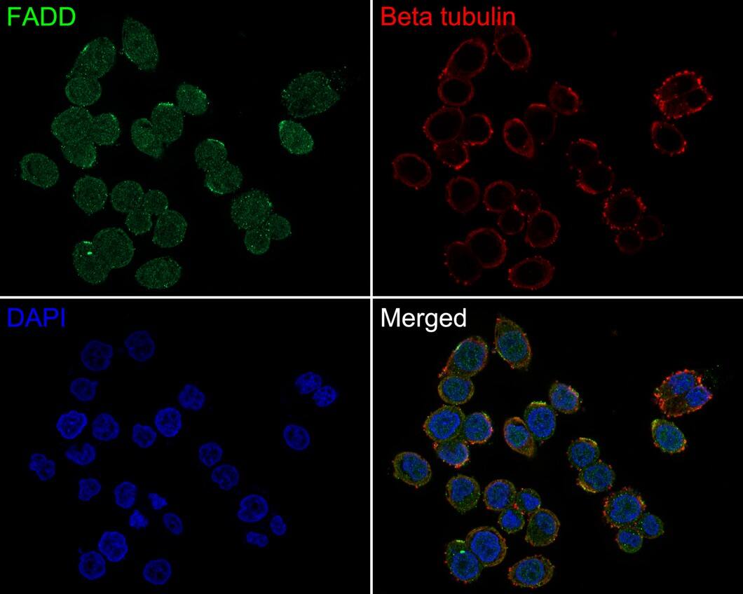 FADD Antibody (JE45-25)
