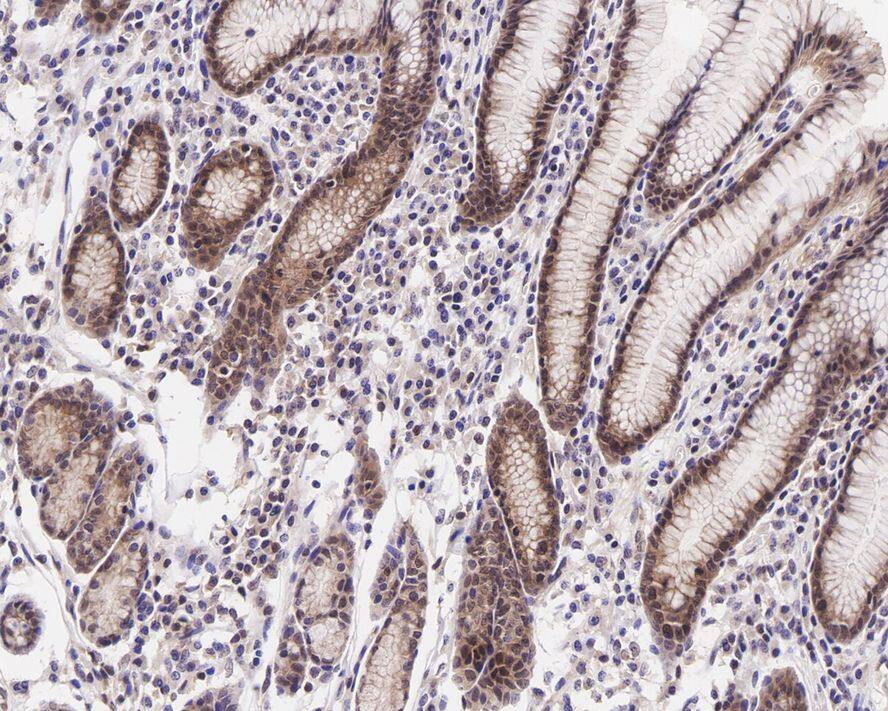FADD Antibody (JE45-25)