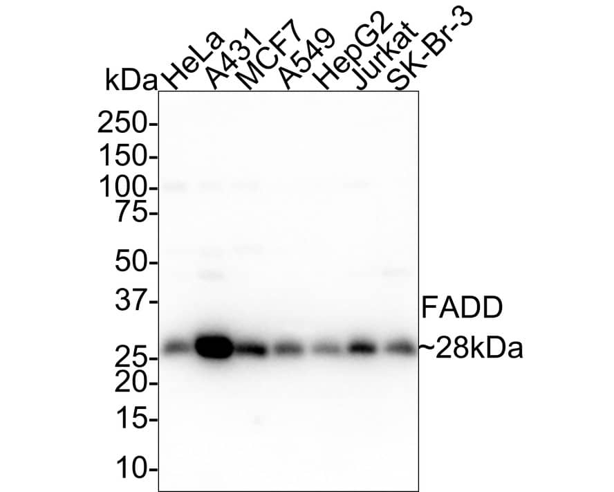 FADD Antibody (PSH01-13)