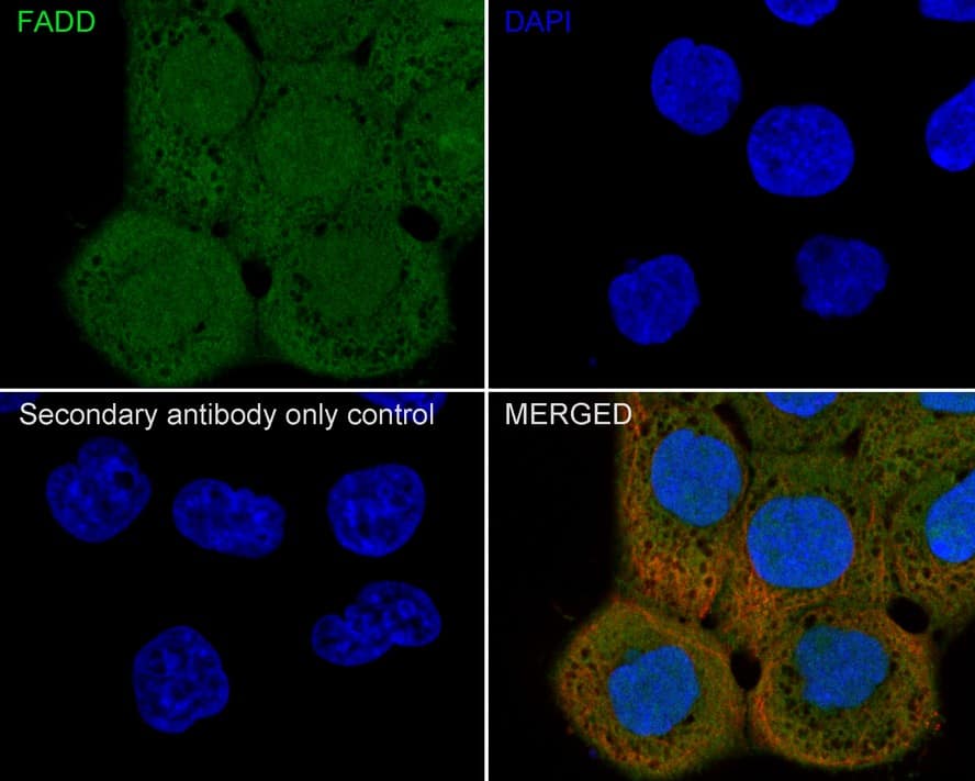FADD Antibody (PSH01-13)