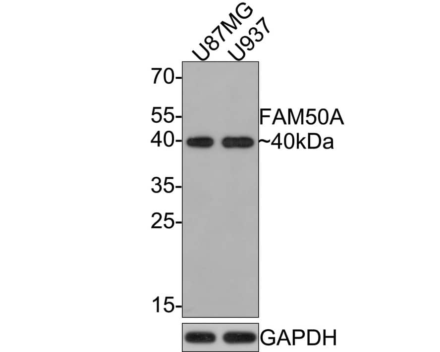 FAM50A Antibody (JE65-21)