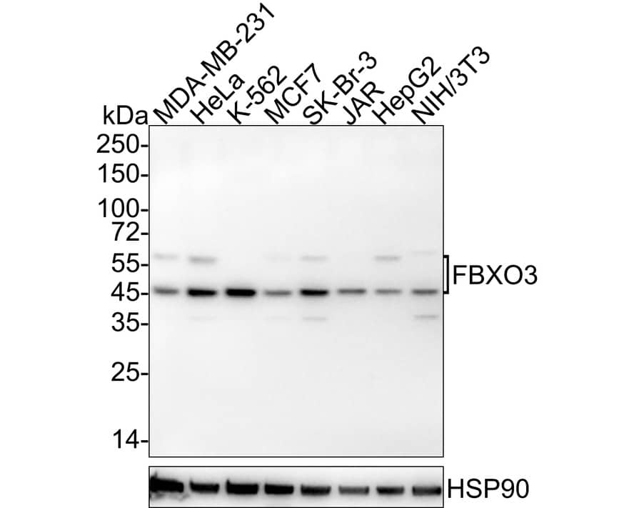 FBXO3 Antibody (PSH04-09)