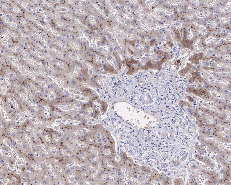 Fetuin A/AHSG Antibody (JE54-96)