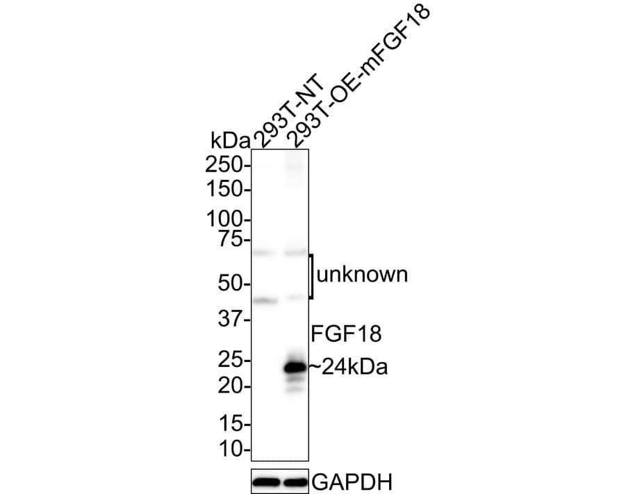 FGF18 Antibody (PSH01-25)