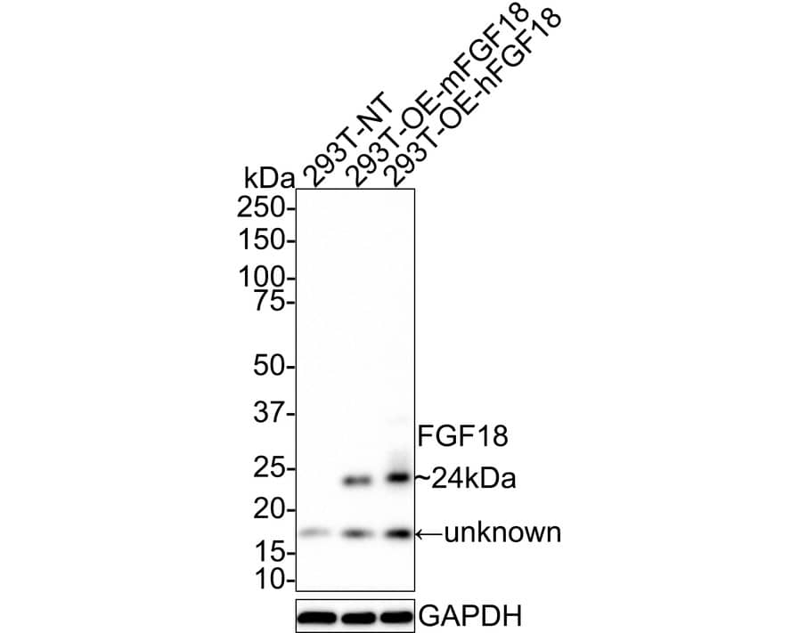 FGF18 Antibody (PSH01-24)