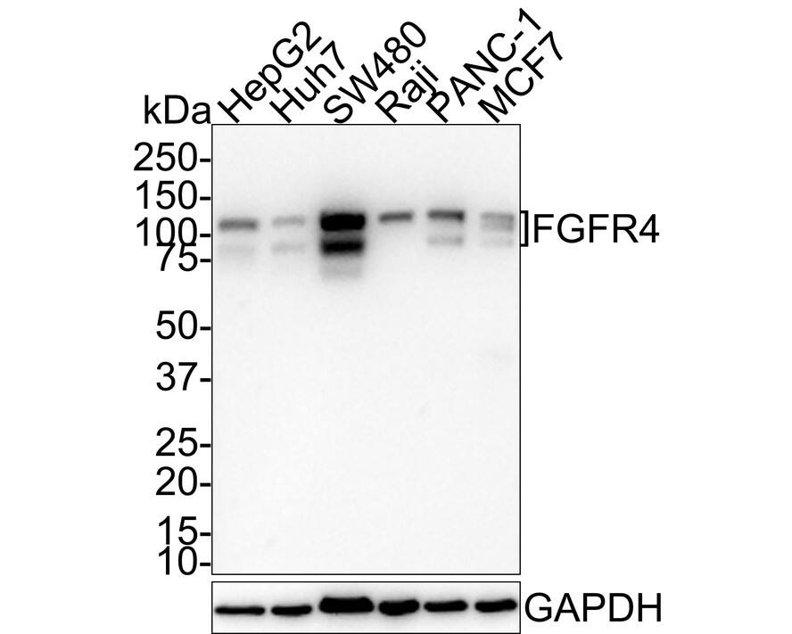 FGFR4 Antibody (JE59-96)