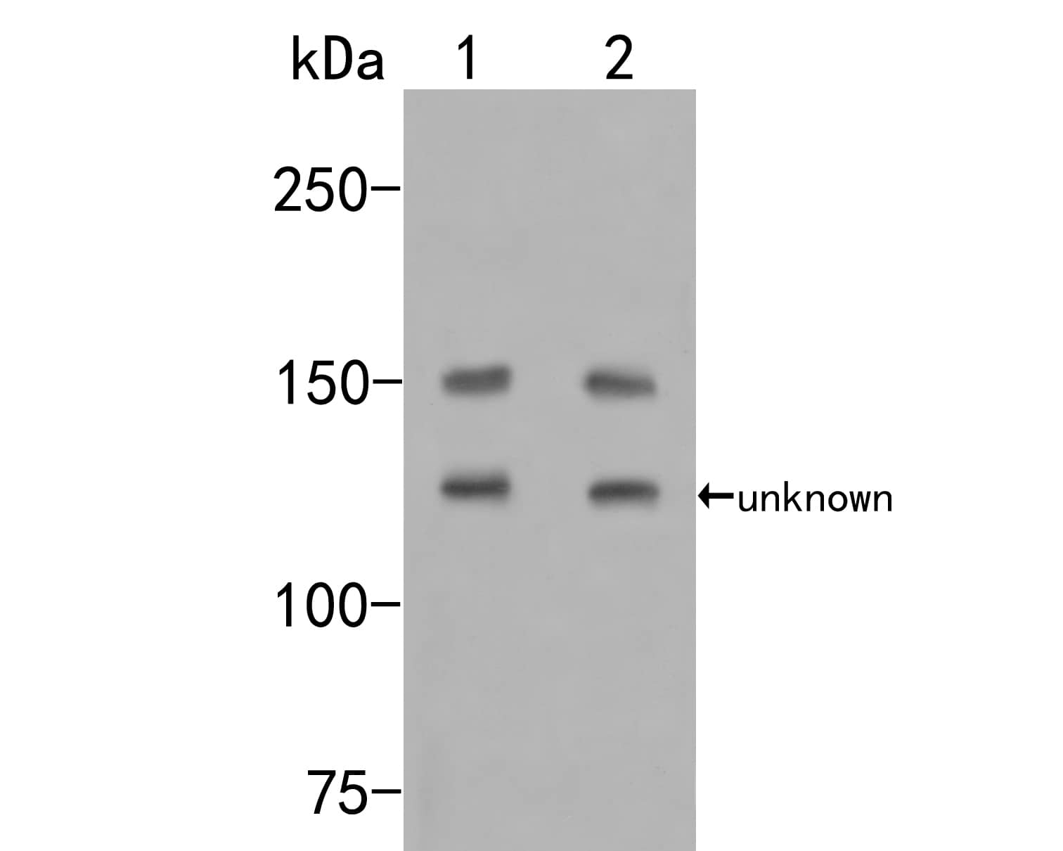 Flightless I Antibody