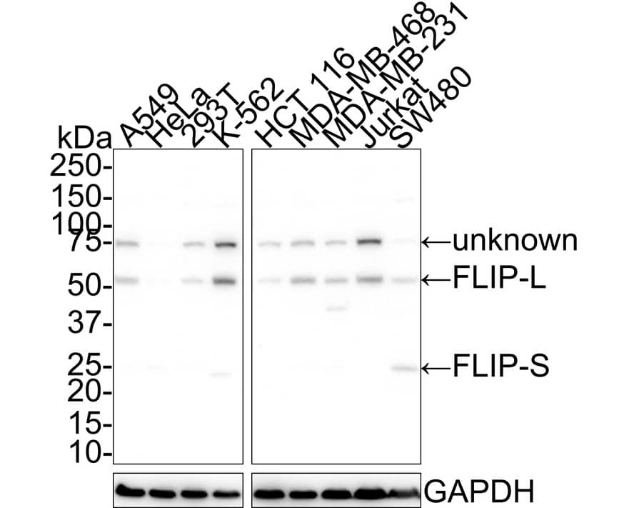 FLIP Antibody (PSH01-95)