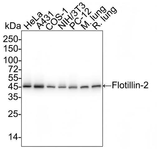 Flotillin 2 Antibody (PSH03-41) Western Blot: Flotillin 2 Antibody (PSH03-41) [NBP3-32343]