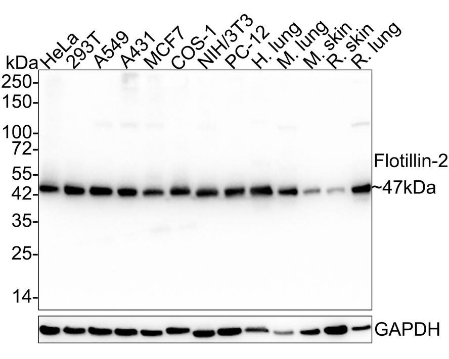 Flotillin 2 Antibody (PSH03-41) Western Blot: Flotillin 2 Antibody (PSH03-41) [NBP3-32343]