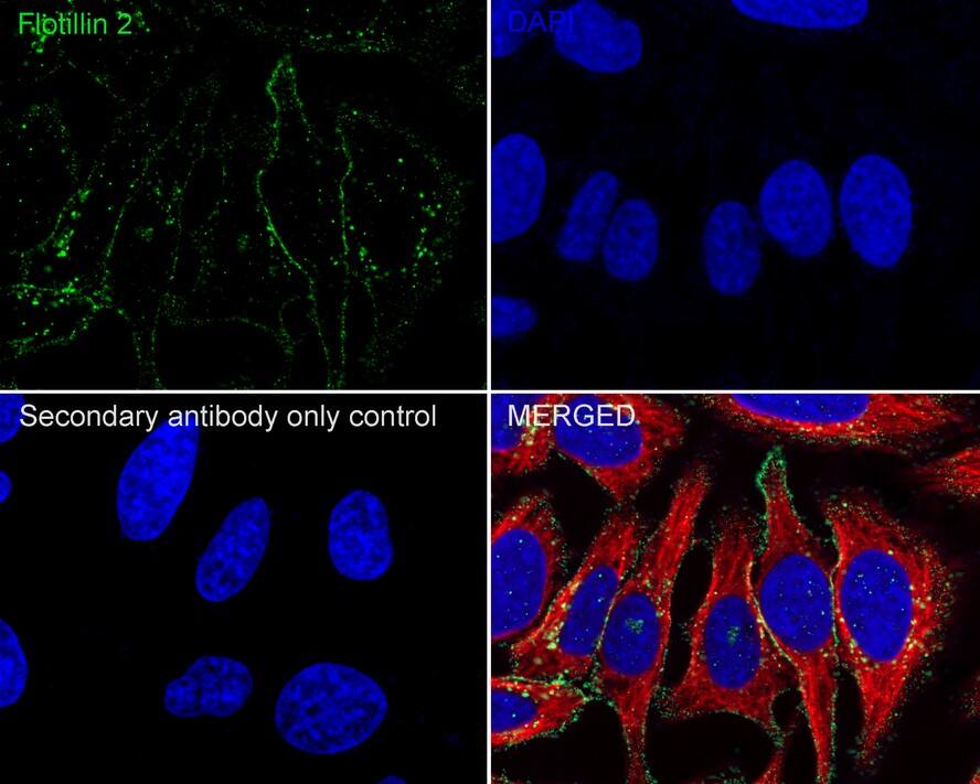 Flotillin 2 Antibody (PSH03-41)