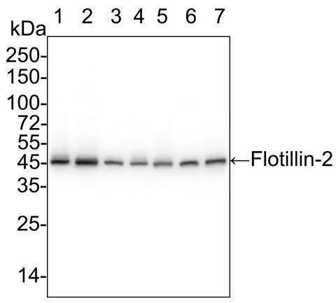 Flotillin 2 Antibody (PSH03-41)