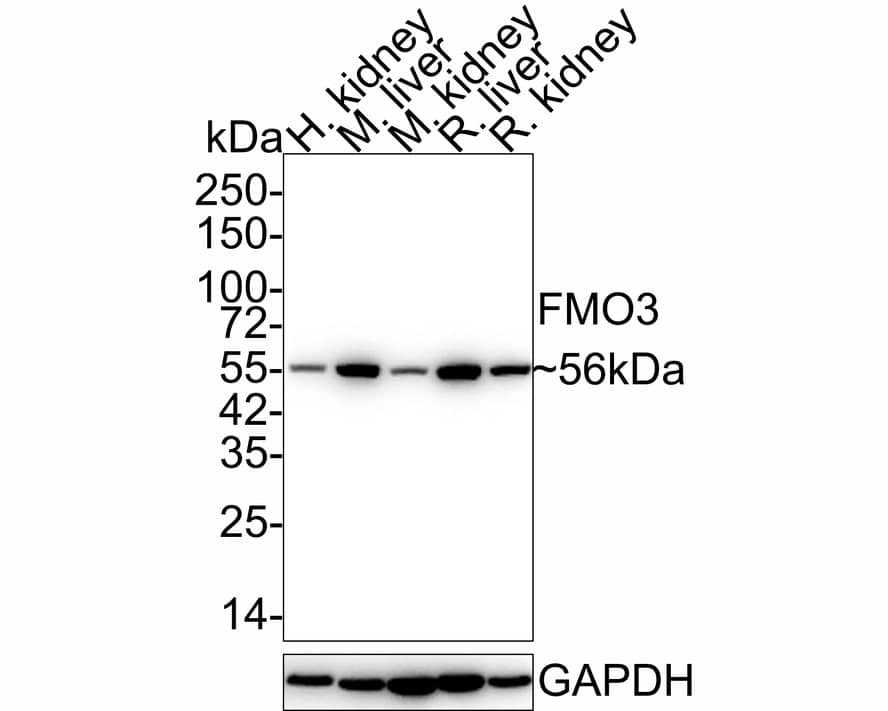 FMO3 Antibody (JE55-13)