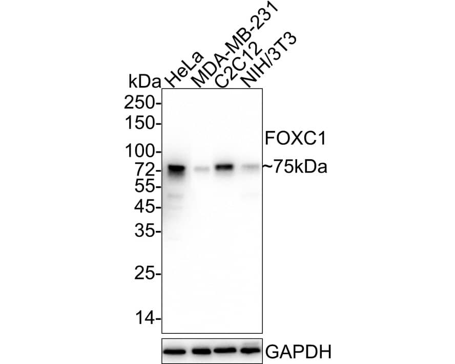 FoxC1 Antibody (PSH03-89)