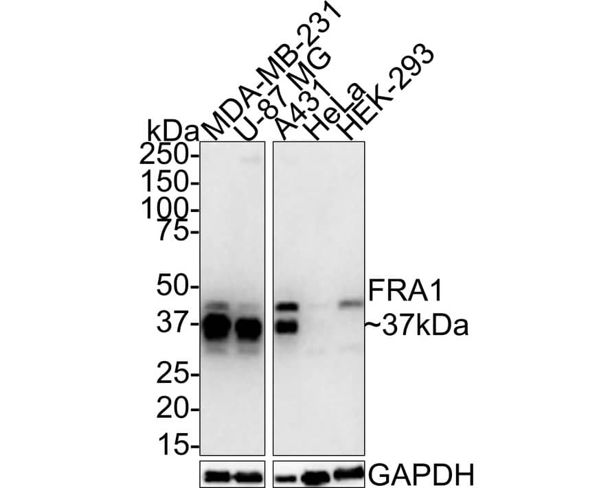 FRA-1/FOSL1 Antibody (JE33-20)