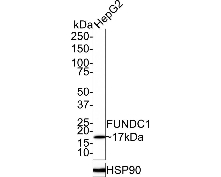 FUNDC1 Antibody (PSH0-92) Western Blot: FUNDC1 Antibody (PSH0-92) [NBP3-32353]