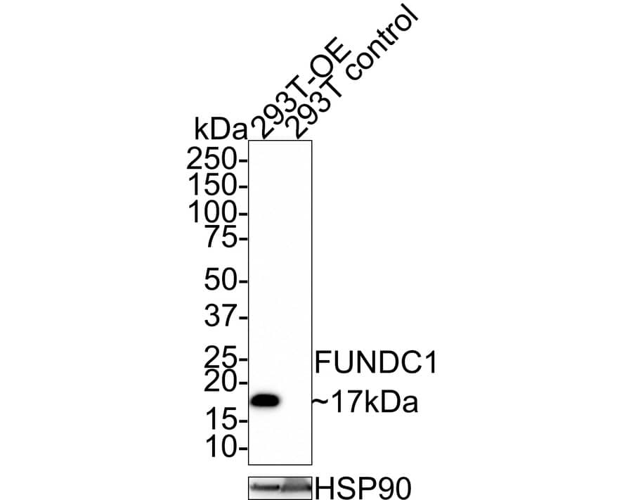 FUNDC1 Antibody (PSH0-92)