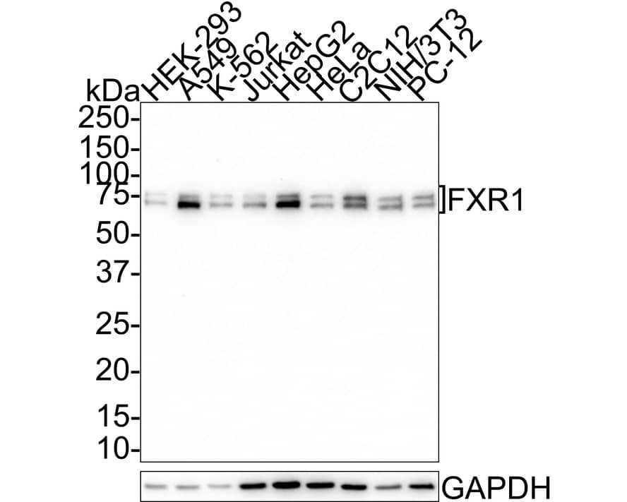 FXR1 Antibody (JE40-57)