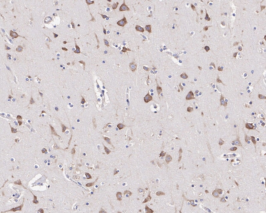 FXR1 Antibody (JE40-57)