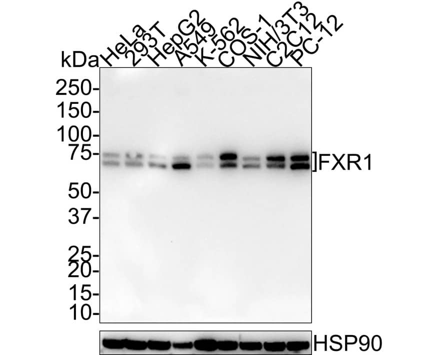 FXR1 Antibody (PSH01-35)