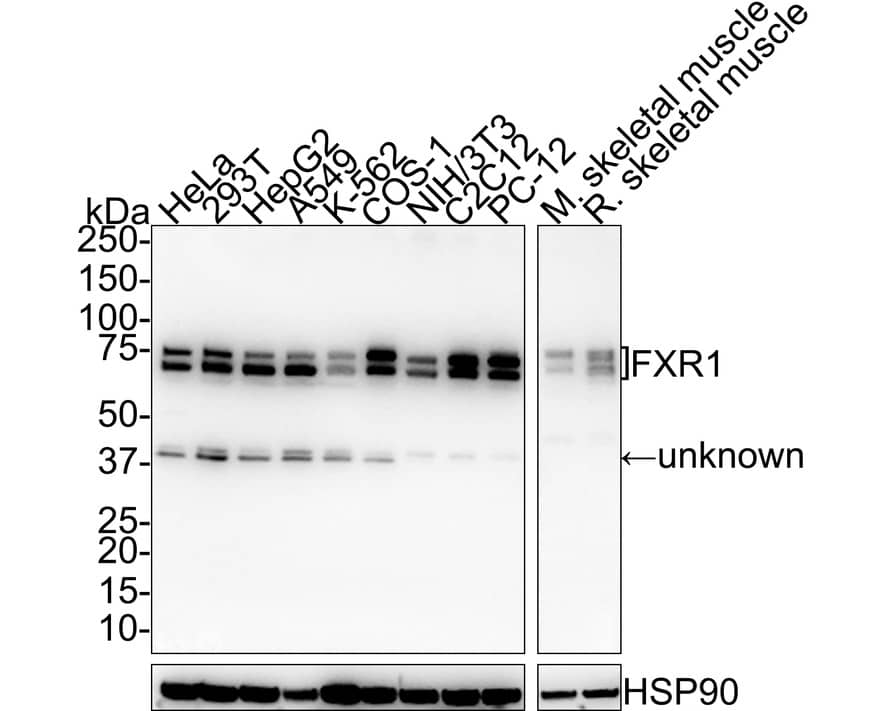 FXR1 Antibody (PSH01-67)