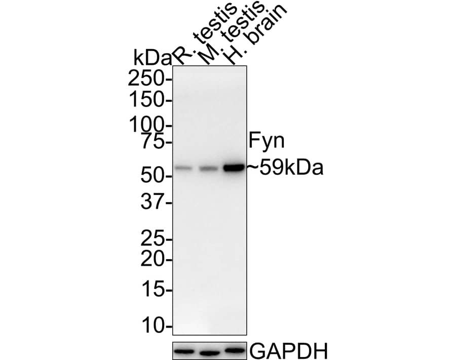 Fyn Antibody (JE42-22)