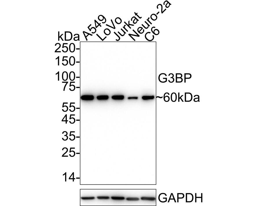 G3BP1 Antibody (JE35-20) Western Blot: G3BP1 Antibody (JE35-20) [NBP3-32358]