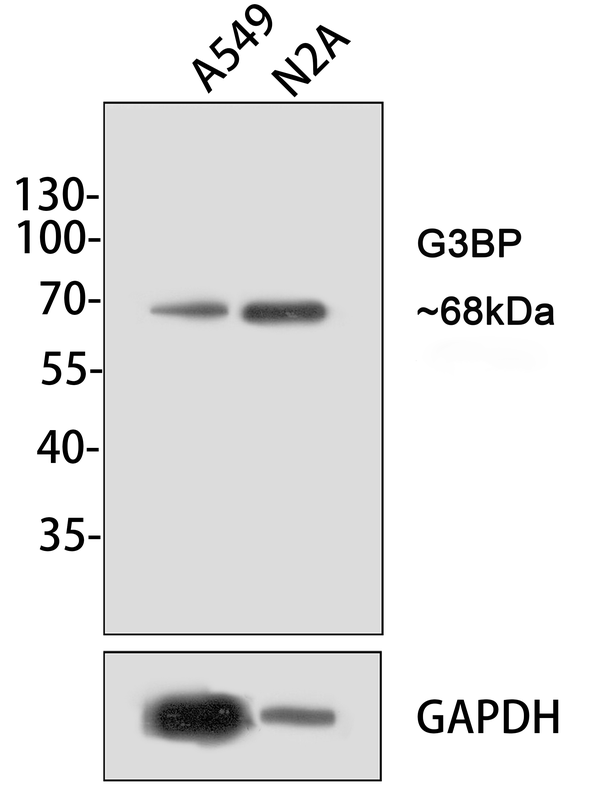 G3BP1 Antibody (JE35-20)