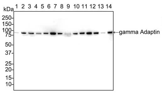 Gamma Adaptin Antibody (PSH02-65)