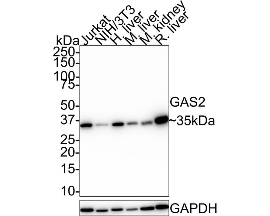 GAS2 Antibody (JE48-38)