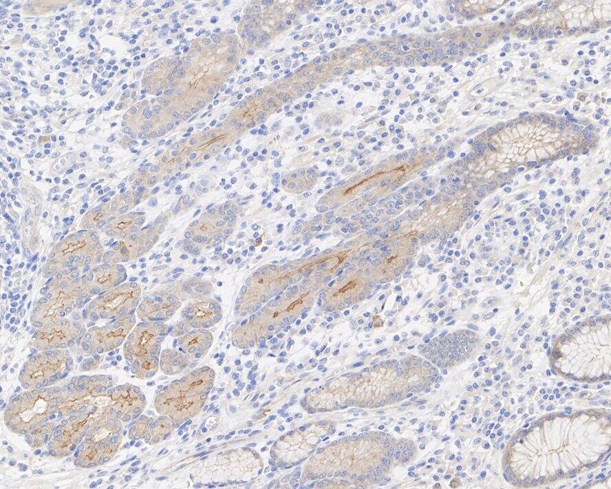 GAS2 Antibody (JE48-38)