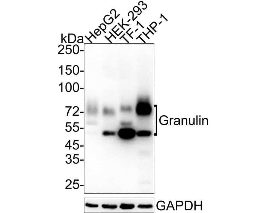 Granulin Antibody (JE37-73)