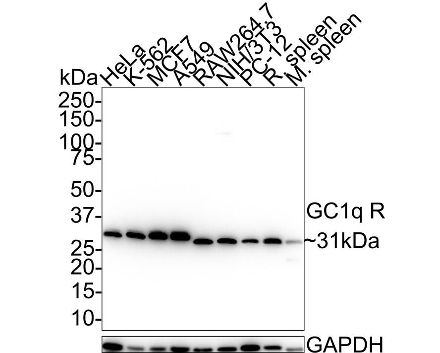 HABP1/C1QBP/GC1q R Antibody (A8F4-R)