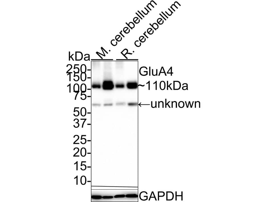 Glutamate Receptor 4 Antibody (JE36-81)