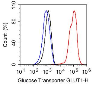 Glut1 Antibody (SA0377)