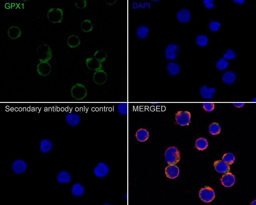 Glutathione Peroxidase 1/GPX1 Antibody (A6-C0-B9-R)