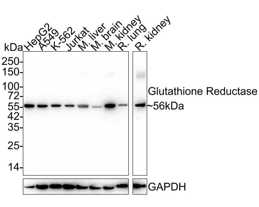 Glutathione Reductase Antibody (JE31-42)