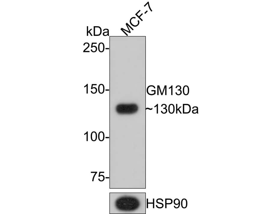 GM130/GOLGA2 Antibody (JE42-53)