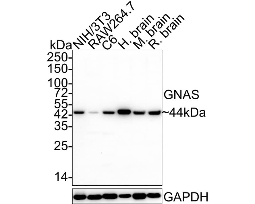 G protein alpha Antibody (A8F11-R)