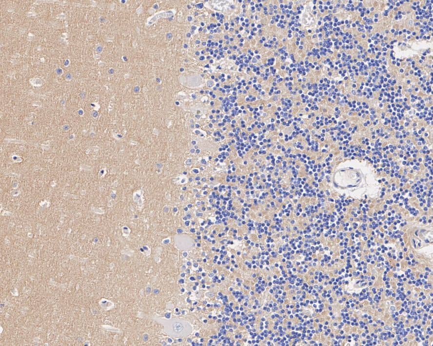 G protein alpha Antibody (A8F11-R)