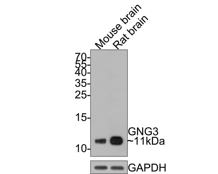 G gamma3 Antibody