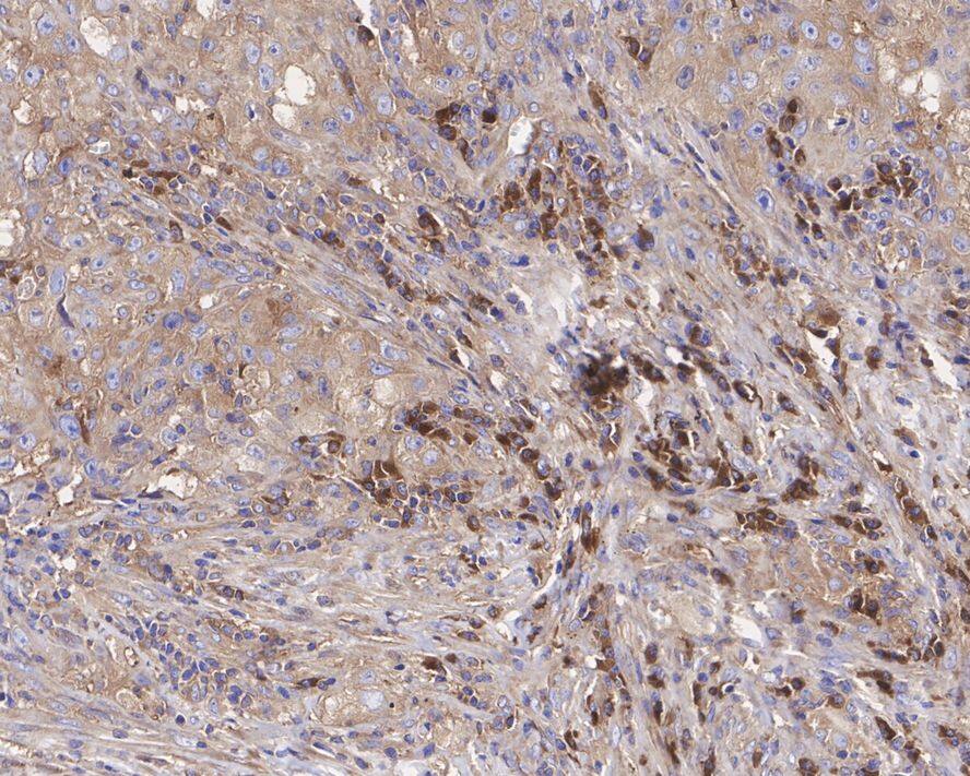 Lgr6 Antibody (JE39-78)