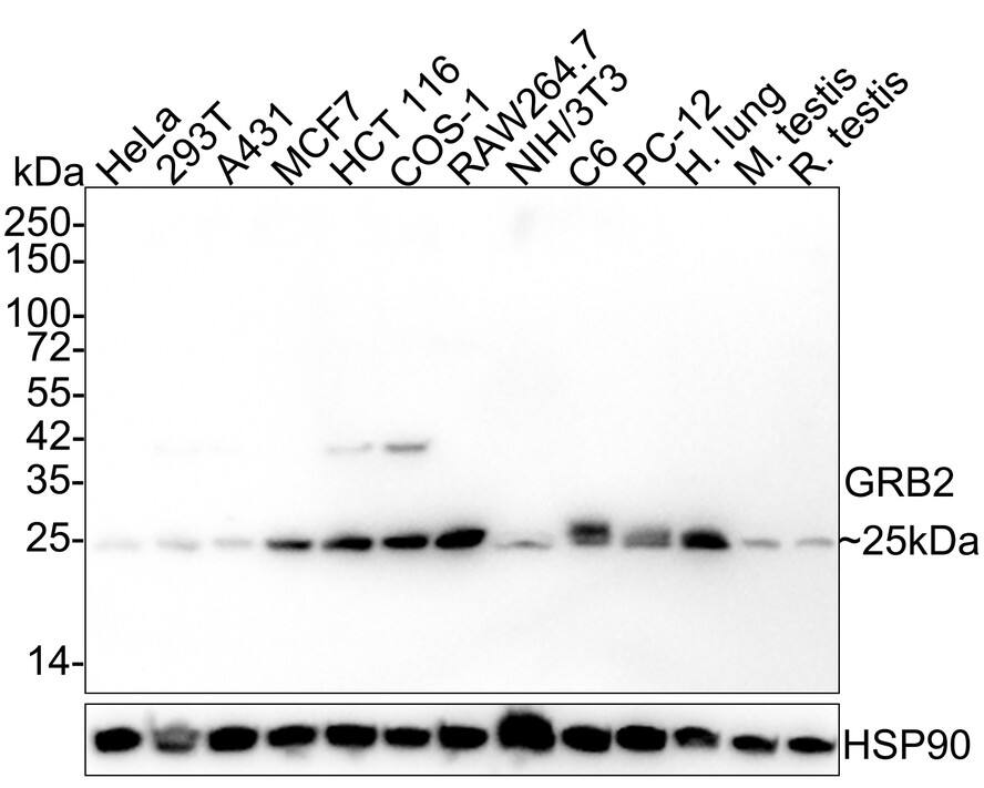 GRB2 Antibody (JE49-73)