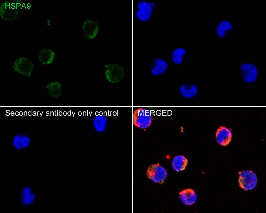 GRP75/HSPA9B/Mortalin Antibody (6-A9-R)
