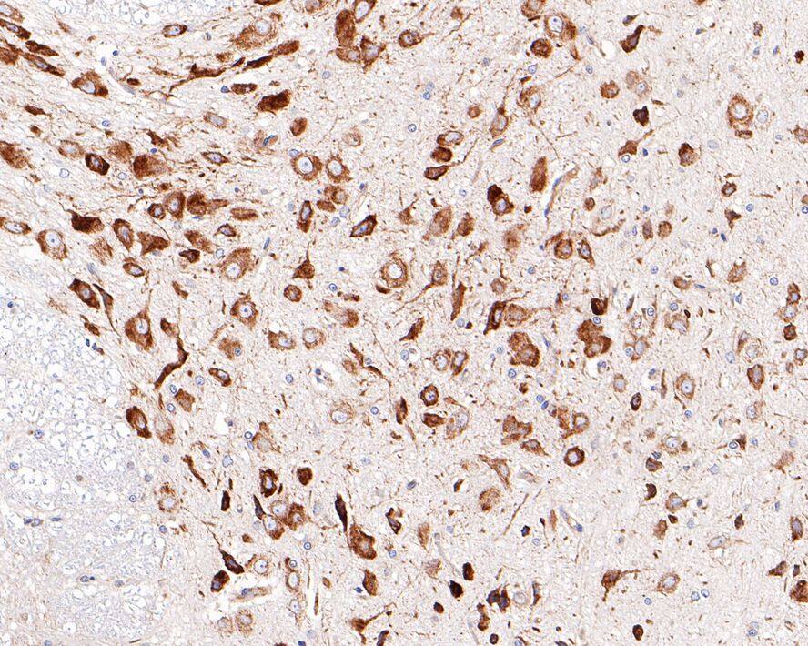 GRP78/HSPA5 Antibody (C9-9-R)