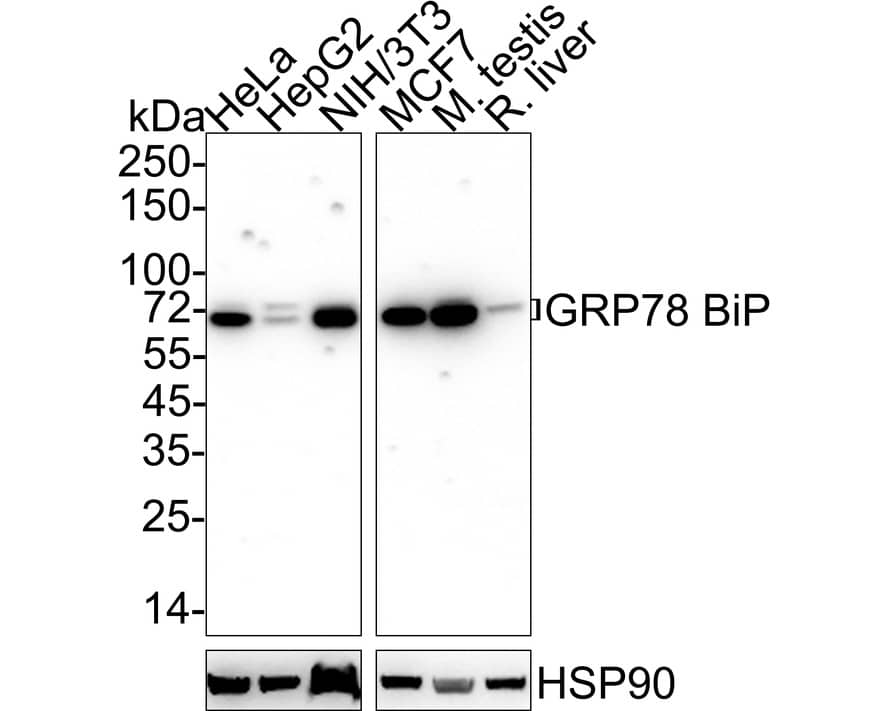 GRP78/HSPA5 Antibody (A5-C9-G6-R)