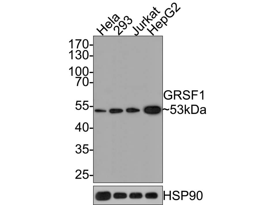 GRSF1 Antibody (JE65-34)