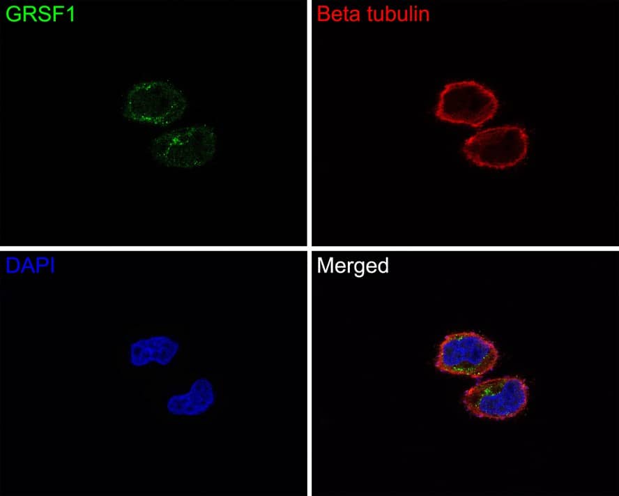 GRSF1 Antibody (JE65-34)