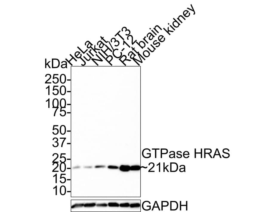 HRAS Antibody (JE42-15)